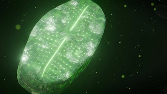 Диатомовые водоросли связывают уран внутри и снаружи, вызывая опасения за пищевую цепь