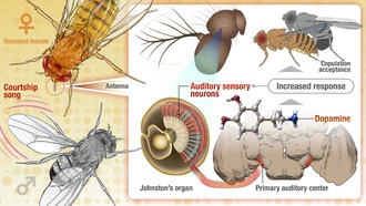 Дофамин повышает слуховую чувствительность у самок плодовых мушек, готовых к спариванию