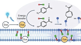 Ученые разработали метод для анализа транспорта липидов между органеллами