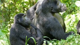 Самки горилл доминируют над самцами, опровергая стереотипы о мужском превосходстве