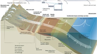 Учёные предложили новую модель природных «пылесосов CO₂»