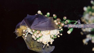 Одиночное опыление у цветковых растений встречается чаще, чем считалось