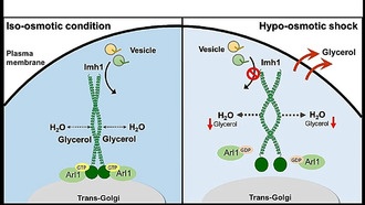 Глицерин раскрывает связь между внутриклеточным метаболизмом и везикулярным транспортом