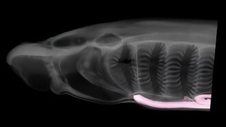 Исследование миноги раскрыло роль нервных клеток в эволюции щитовидной железы