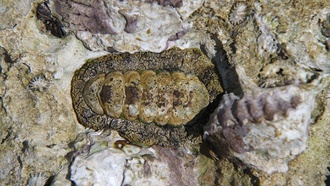 Учёные раскрыли секрет самых твёрдых зубов в природе — у моллюсков хитонов