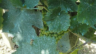 Медь может вызывать устойчивость бактерий к антибиотикам, но решение найдено