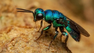 Личинки осы-наездника замедляют биологические часы: ключ к борьбе со старением?