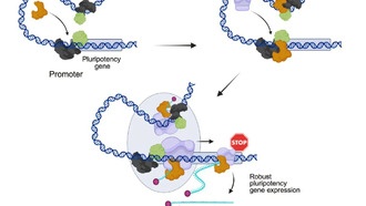 Новая технология секвенирования RNA раскрывает механизмы клеточной дифференцировки