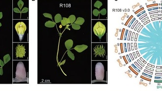 Ученые расшифровали полные геномы двух видов люцерны, раскрыв эволюцию центромер растений