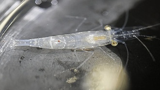 Метаболиты грибка могут помочь креветкам-призракам выжить