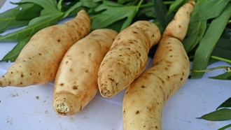 Расшифрован геном батата: учёные раскрыли удивительное происхождение культуры