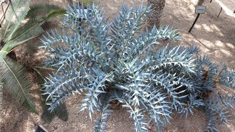 Как восковые кристаллы редкого саговника создают синий цвет без пигмента