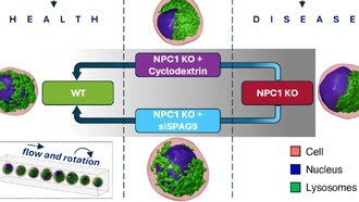 3D-голографическая визуализация отслеживает изменения лизосом в живых клетках без химических меток