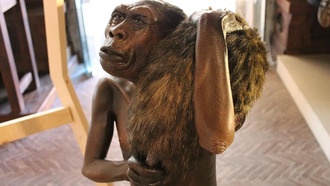 Древние родственники человека достигли Сулавеси более миллиона лет назад — найдены древнейшие свидетельства