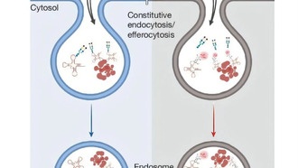 Ученые выяснили, как организм скрывает собственную РНК от иммунной системы с помощью сахаров