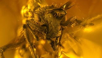 В янтаре нашли самого маленького хищного муравья возрастом 16 миллионов лет