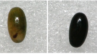 Учёные раскрыли ключевой ген адаптации зимующих яиц тли с помощью CRISPR