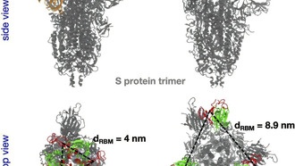 Синтетическая молекула снижает заражение COVID-19 на 98,6% в тестах на клетках человека