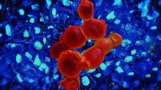 Учёные открыли новый класс противогрибковых препаратов в университетской оранжерее