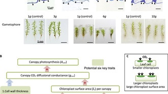 Японские ученые обнаружили, что повышенная гравитация ускоряет фотосинтез у мхов