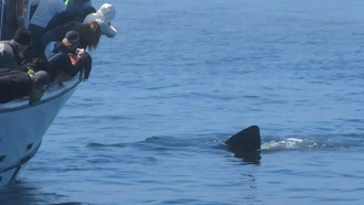 ИИ и гражданская наука объединились для спасения акул