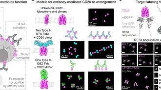 Наноархитектура взаимодействия антител с рецепторами раскрыта с помощью суперразрешающей микроскопии