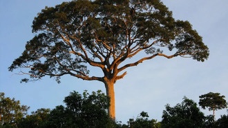 56 миллионов лет назад Земля пережила резкое глобальное потепление — вот как это повлияло на опылителей