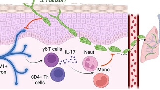Паразитические черви подавляют нейроны кожи, чтобы избежать обнаружения