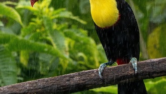 Тропические птицы вымирают из-за экстремальной жары