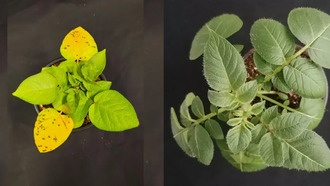 Учёные создали геномную модель для увеличения урожайности картофеля