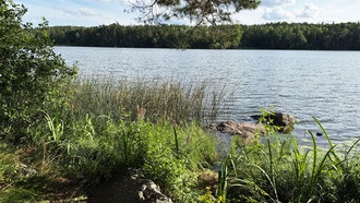 Озёра могут быть поглотителями углерода, а не его источниками, благодаря береговым зонам