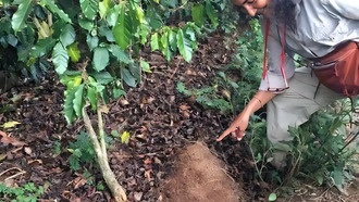 Исследование раскрыло хаотичную динамику взаимодействия муравьёв на кофейных плантациях