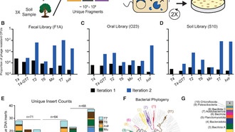 Бактерии используют более 200 стратегий защиты от вирусов