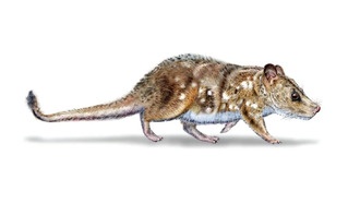 Учёные обнаружили окаменелость млекопитающего возрастом 74 миллиона лет в Чили