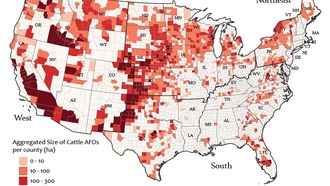 Исследование: районы с животноводческими фермами в США страдают от повышенного загрязнения воздуха