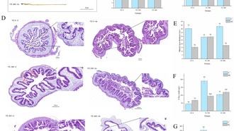Витамин E значительно улучшает иммунитет морских огурцов, показало новое исследование