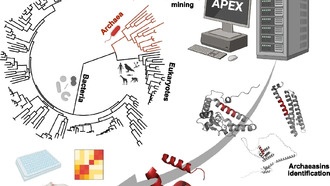 ИИ обнаружил в археях уникальные антибиотики — «археазины»