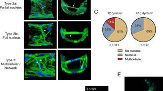 Учёные впервые зафиксировали процесс разделения кровеносных сосудов в микрофлюидном устройстве