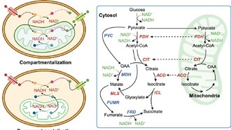 Генетически модифицированные дрожжи увеличили производство экологичной янтарной кислоты