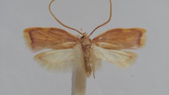 Обнаружен новый вид бабочек, скрывавшийся более века, и назван в честь 42-летия брака