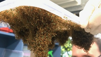 Муравьи-портные раскрыли секреты сверхэффективной командной работы для робототехники