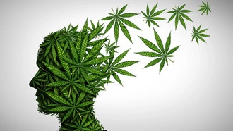 Современный каннабис с высоким содержанием ТГК увеличивает риск психозов