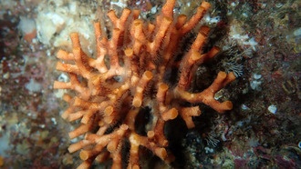 Кислотность и потепление океана угрожают морским экосистемам