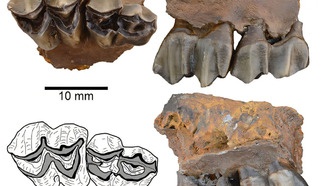 Найдены окаменелости древнего оленя, связывающие современную фауну с лесами Северной Америки 5-миллионной давности