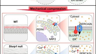 Учёные обнаружили ген, отвечающий за устойчивость кожи к давлению