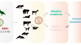 Учёные обнаружили мутации H5N1, повышающие риск заражения людей