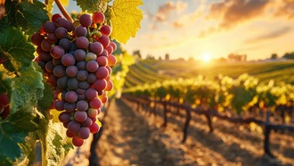 Учёные создали биоразлагаемую упаковку из отходов виноградной лозы