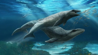 В Австралии обнаружен крошечный древний кит с убийственным укусом