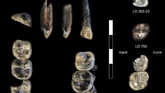 Учёные обнаружили новый вид древнего предка человека