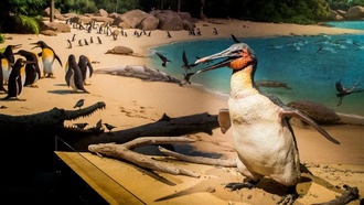 Новые окаменелости переписывают историю пингвинов: Новая Зеландия оказалась колыбелью их эволюции